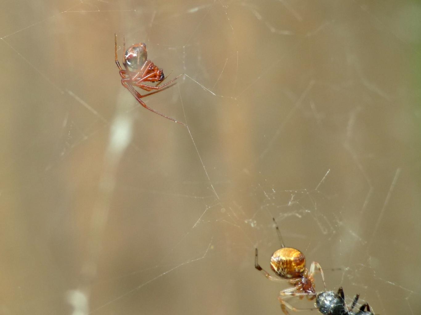 Coppia di Parasteatoda lunata - Sasso Marconi (BO)